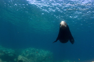Sea Lion in the Blue, La Paz Mexico by Alejandro Topete 
